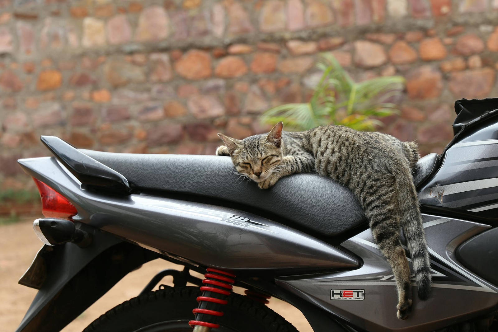 raising cats in summer