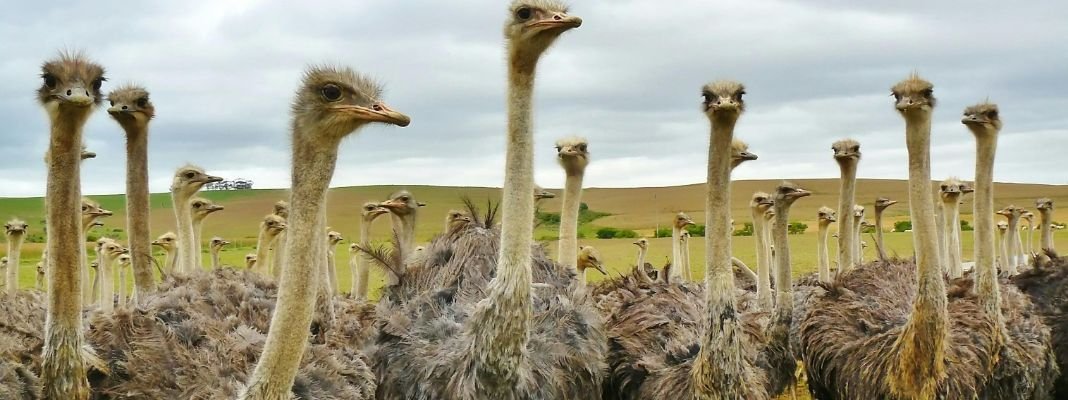 Animal intelligence overview