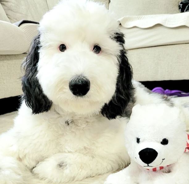 Meet Bayley: Snoopy's Twin In Real Life - Animal Awesome