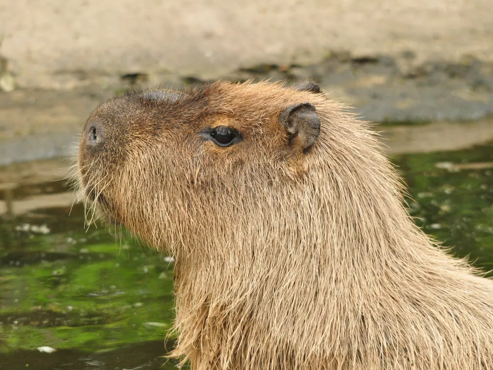 capybara_cinnamon-1 capybara cinnamon