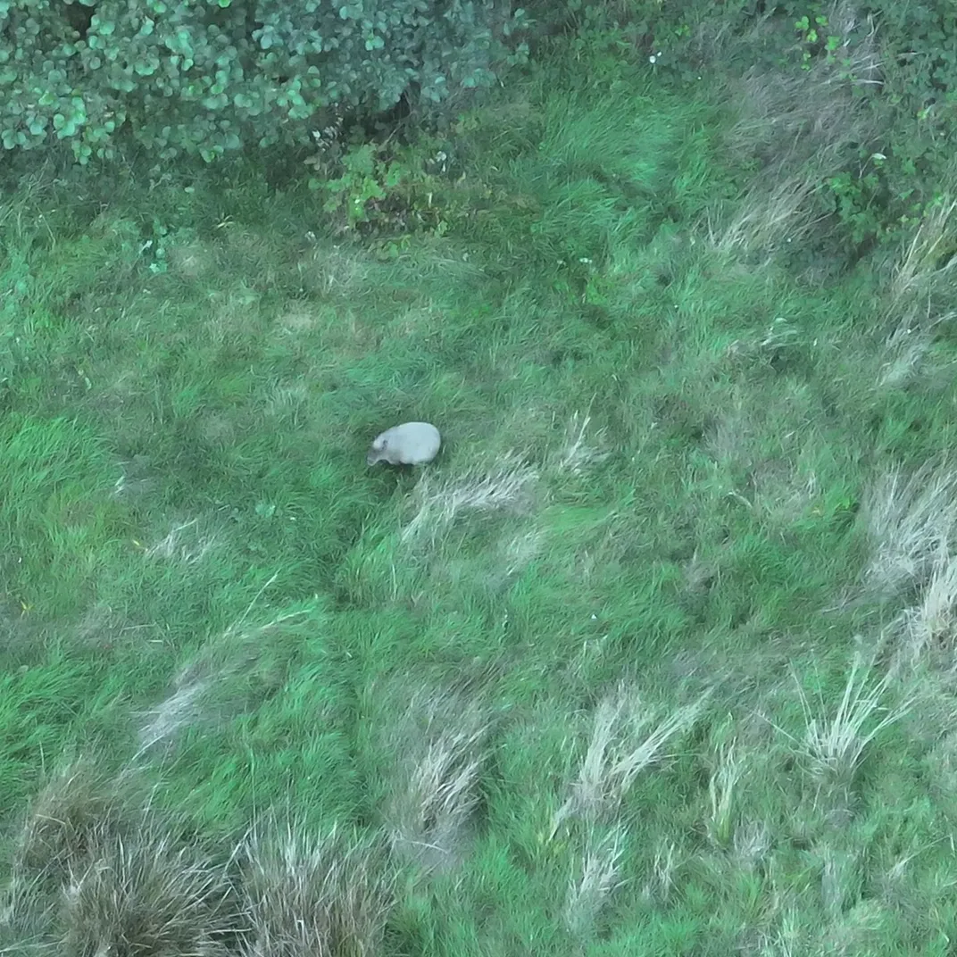 capybara_cinnamon-2 capybara cinnamon