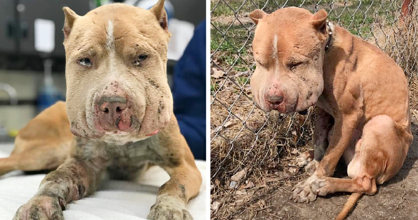 a-bait-dog-1 a bait dog