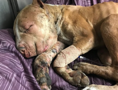 a-bait-dog-2 a bait dog