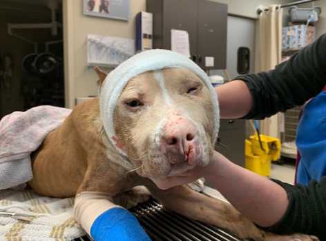 a-bait-dog-4 a bait dog