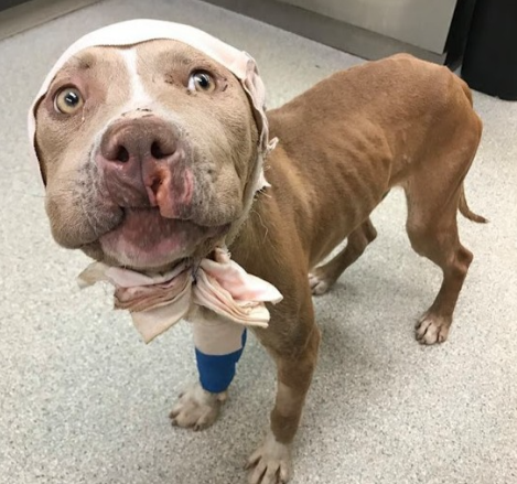 a-bait-dog-5 a bait dog