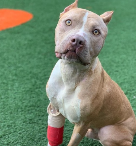 a-bait-dog-6 a bait dog