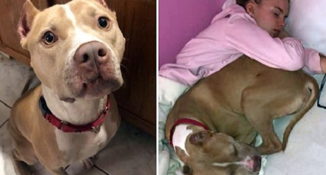 a-bait-dog-7 a bait dog