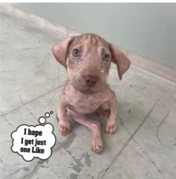 dog