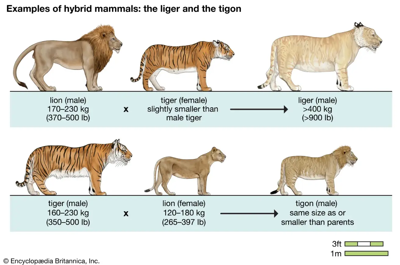 liger-5 Liger