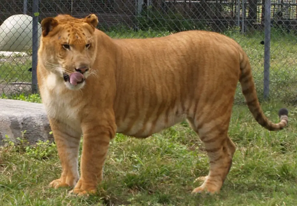 liger-7 Liger