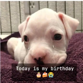 birthday