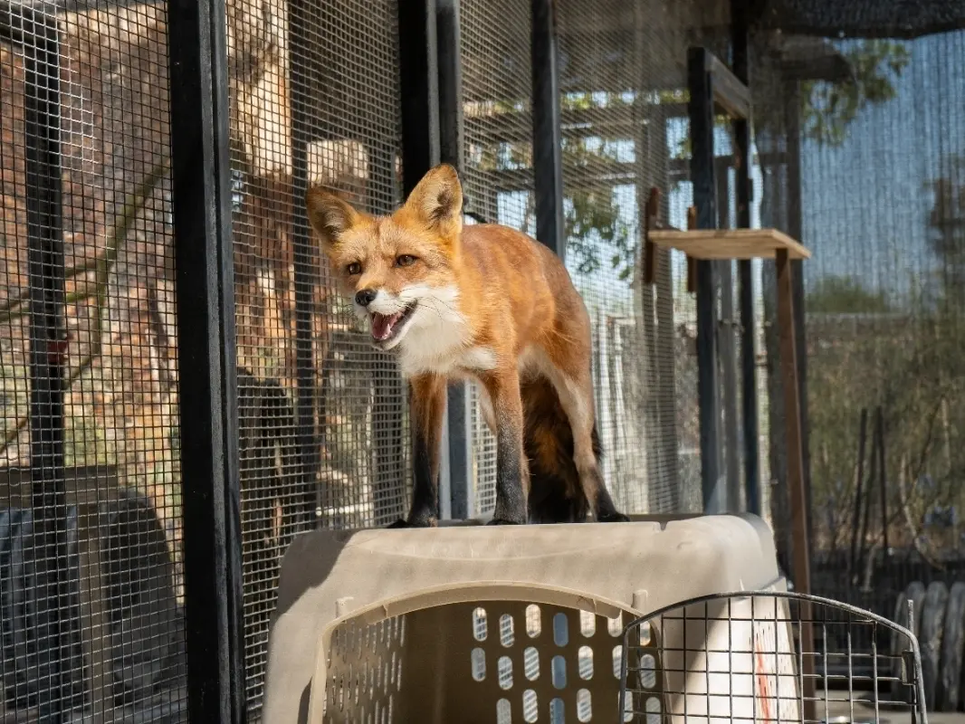 big-bear-alpine-zoo-1 big bear alpine zoo