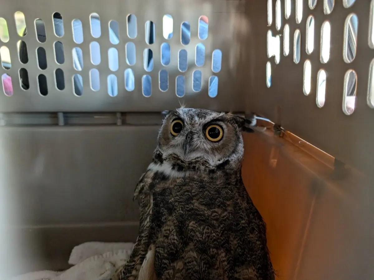 big-bear-alpine-zoo-2 big bear alpine zoo