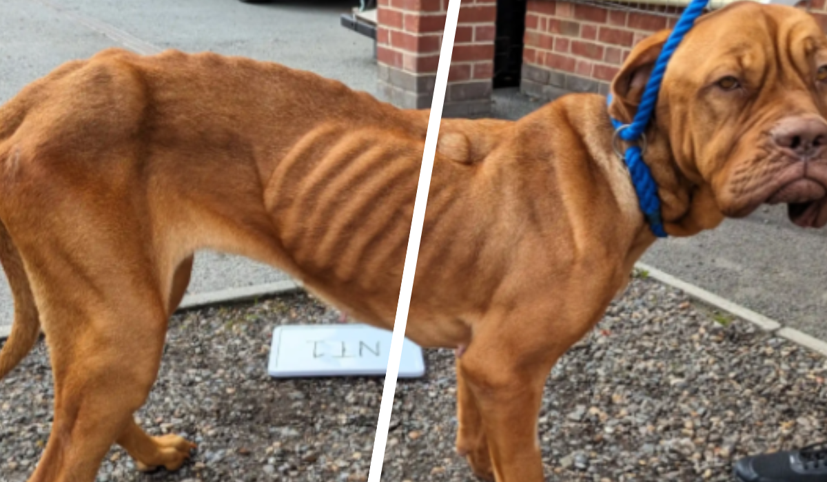 dog-thumb.png