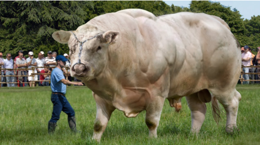 Giant Bull