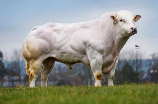 Admire the wonder of Spain: The majestic giant bull stands 40 feet tall ...