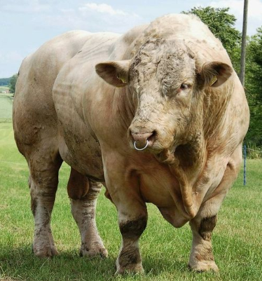 Giant Bull