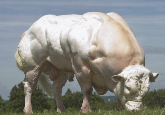 Giant Bull
