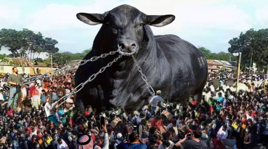 Giant Bull