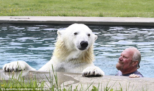 a giant polar bear