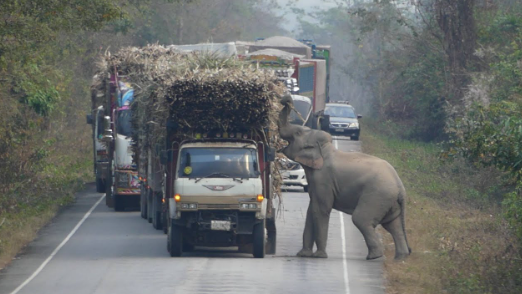 elephant-1 elephant