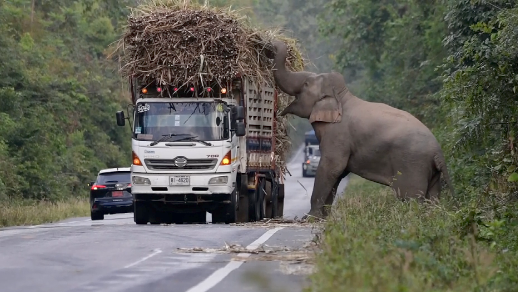 elephant-2 wild elephant