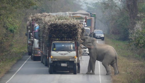 elephant-4 wild elephant