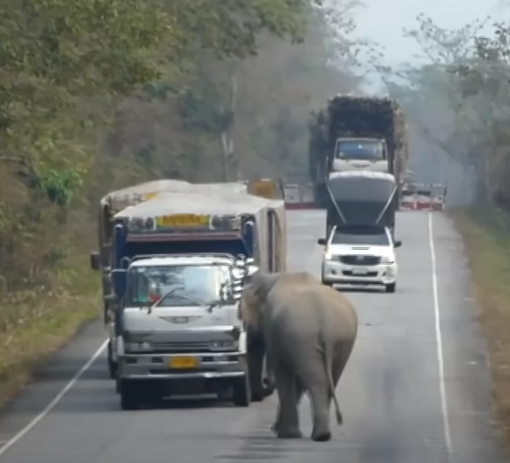 elephant-5 wild elephant