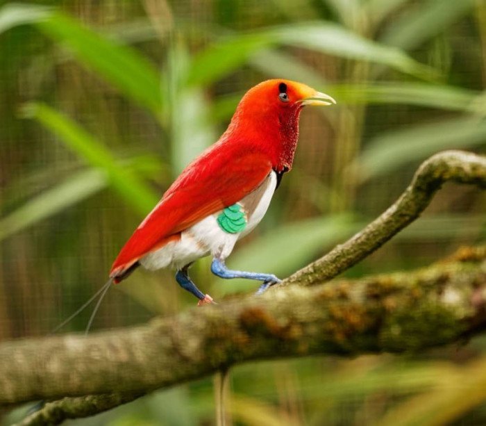 the King Bird of Paradise