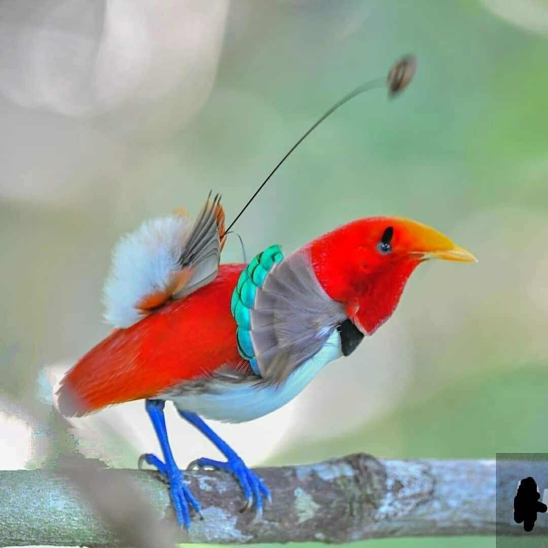 the King Bird of Paradise