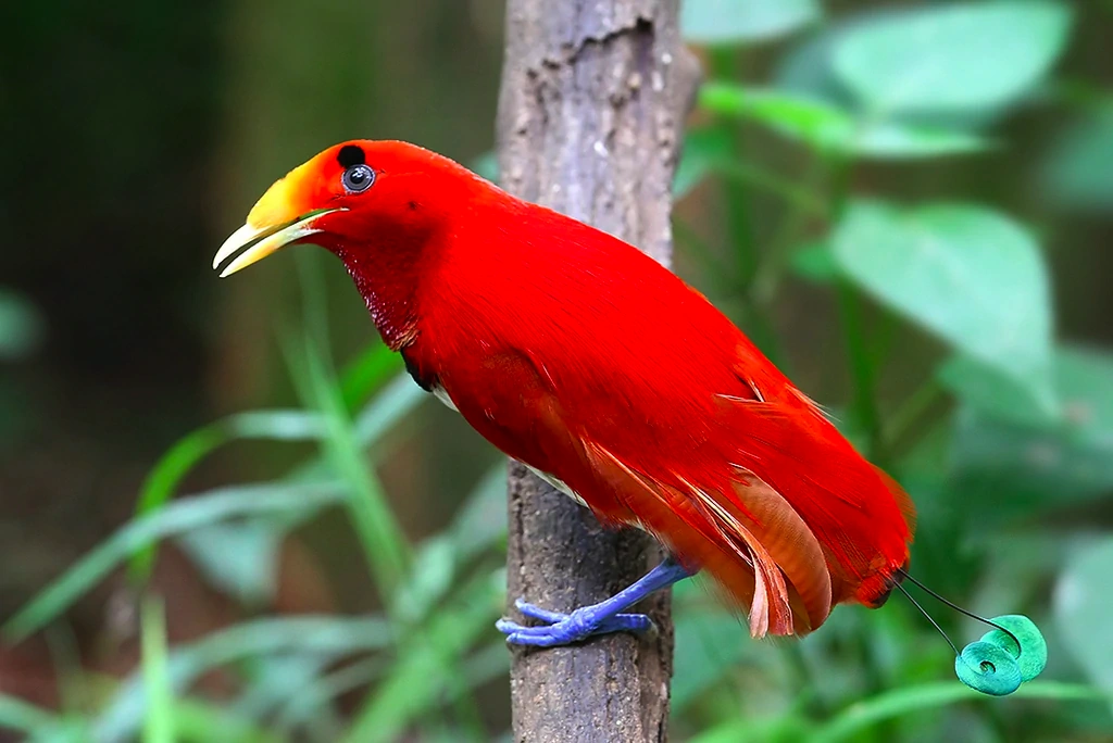 the King Bird of Paradise