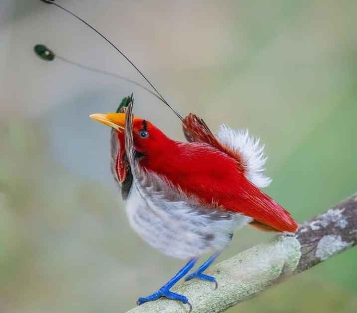 the King Bird of Paradise