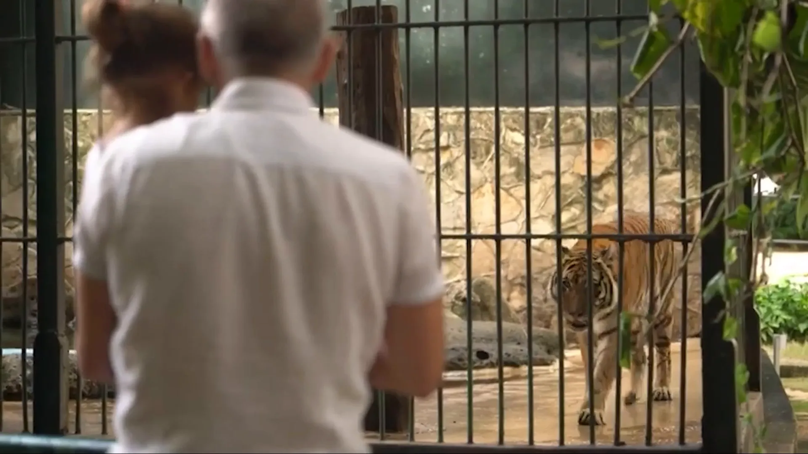 The tiger enclosure with Koshi in the background.