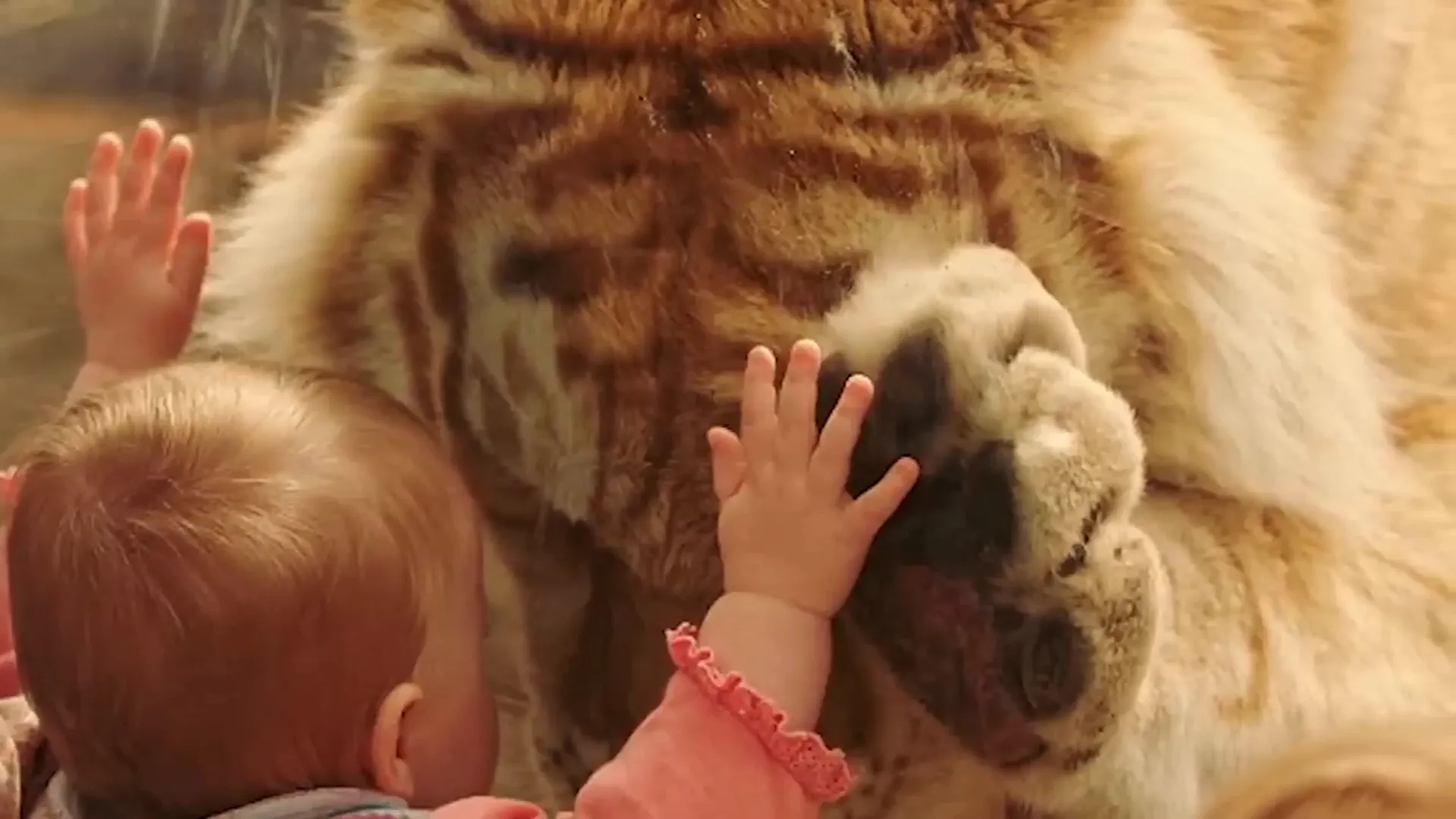 Koshi bowing his head before Mandy.