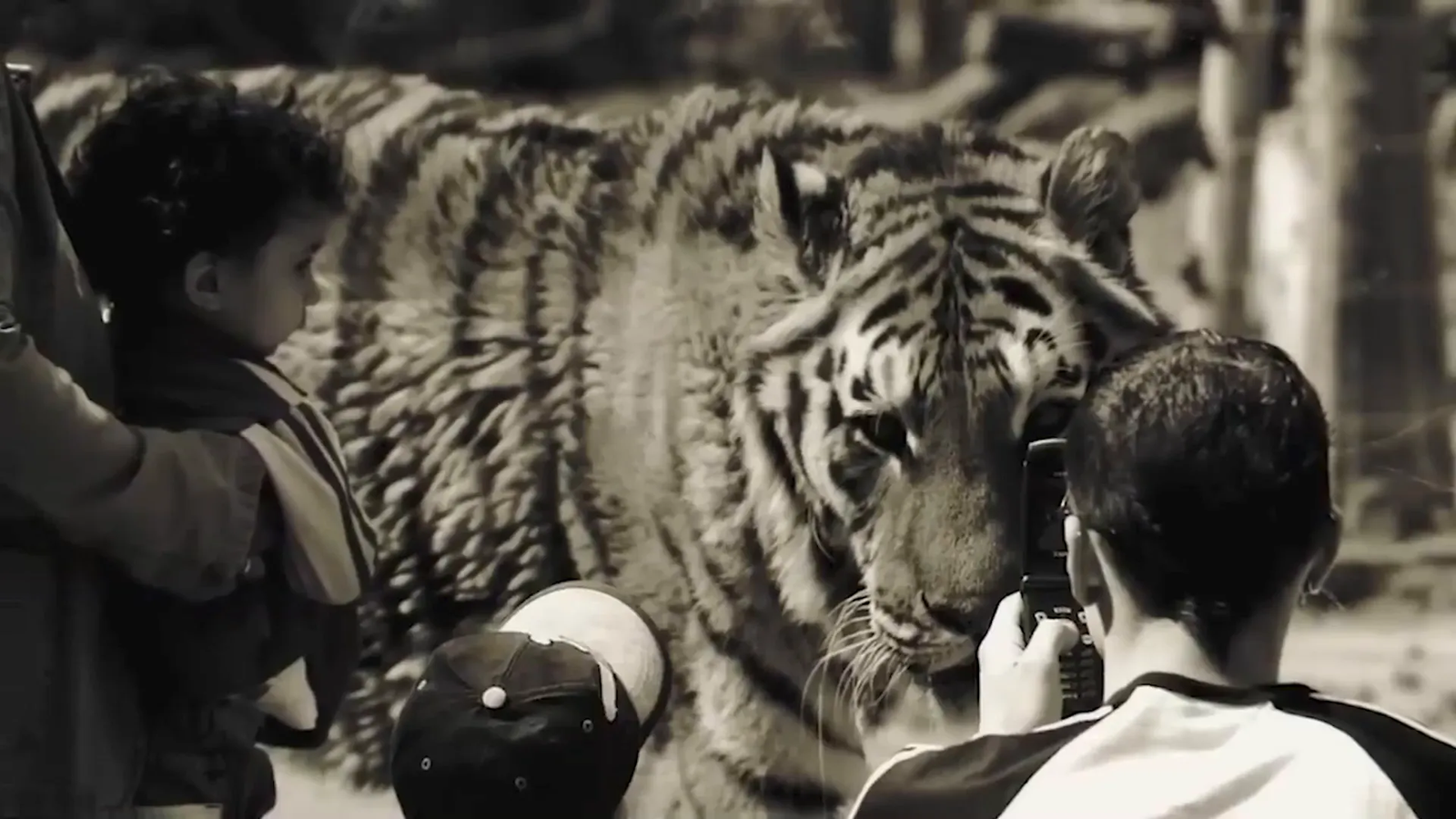 The family observing the zoo and interacting with other animals.