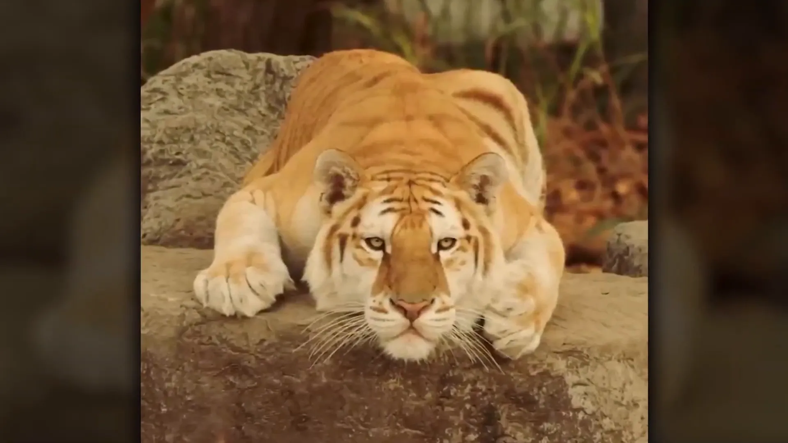 Koshi looking sad in his enclosure.