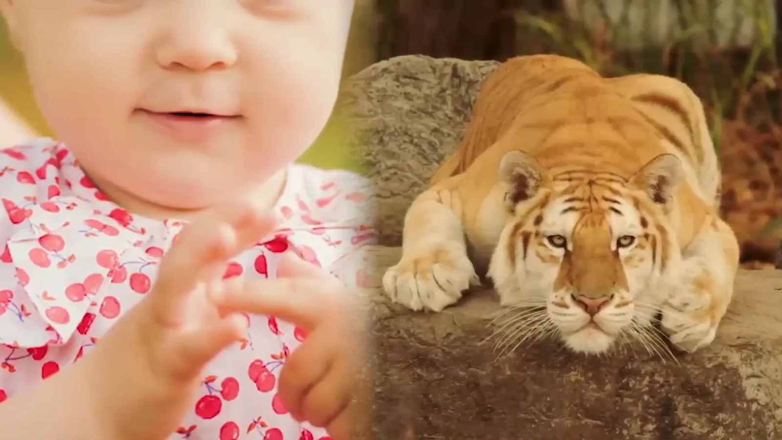 Mandy and her family bonding with Koshi the tiger.