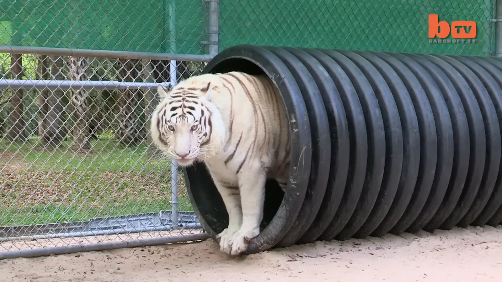 Janice Haley with her Bengal Tigers