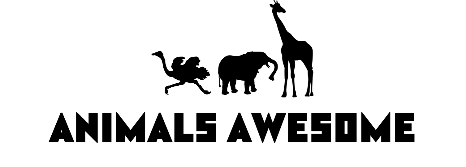 Animal Awesome