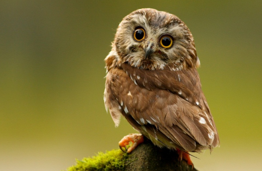 the Elf Owl