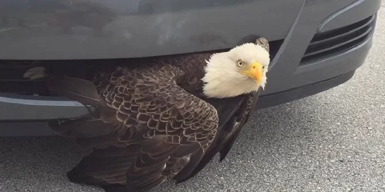 eagle-a eagle