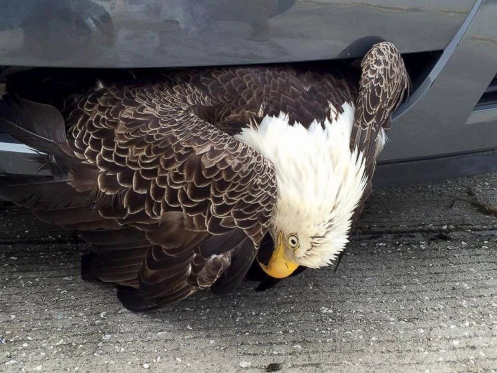 eagle-e bald eagle