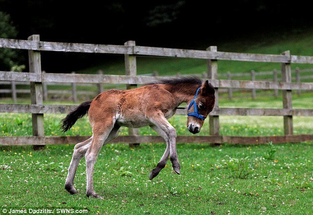 foal
