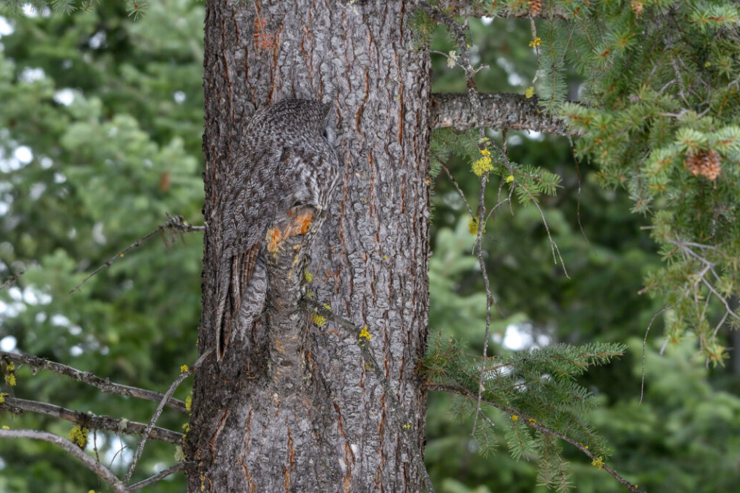Great Grey Owl
