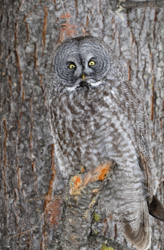 Great Grey Owl