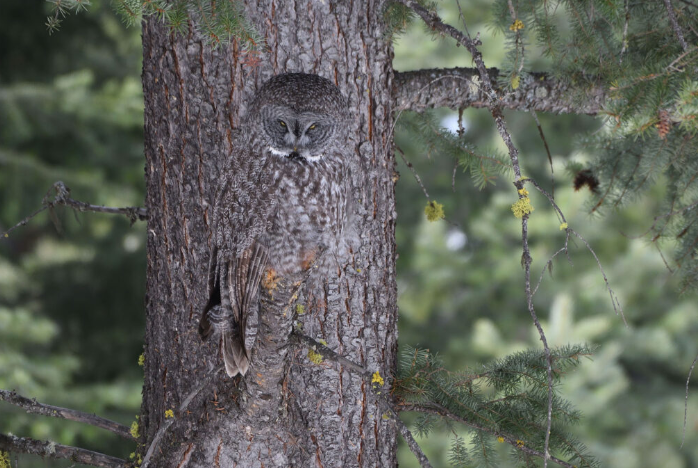 Great Grey Owl