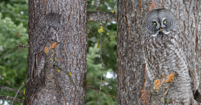 Great Grey Owl