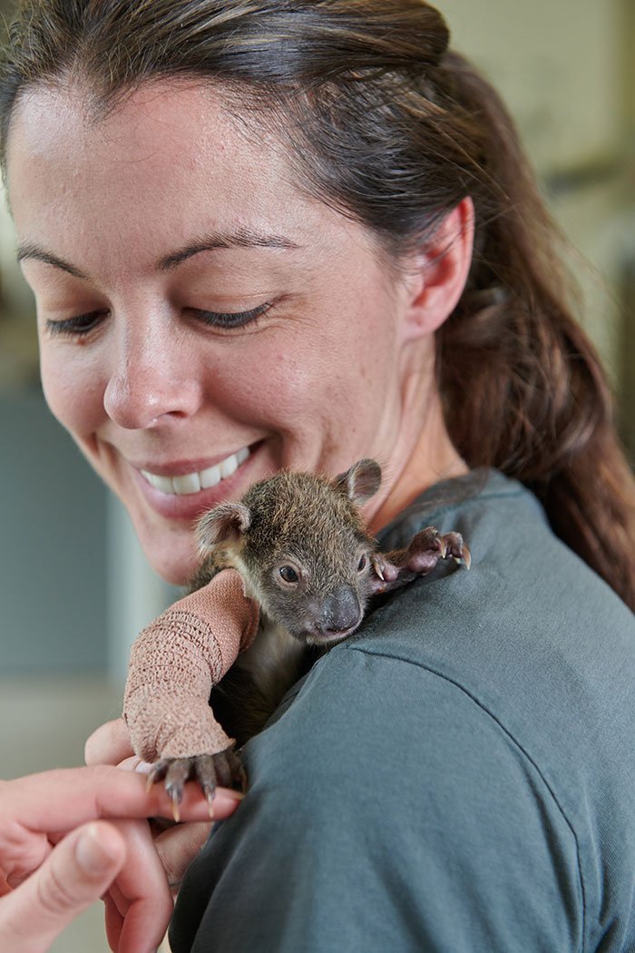 koala-1 Poor koala Joey's difficult rescue and recovery journey