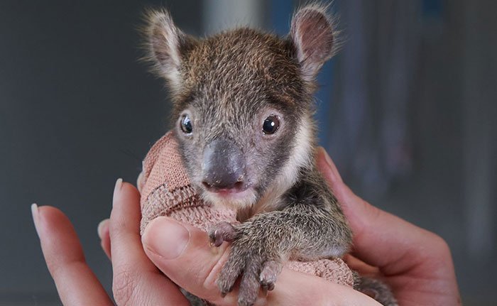 koala-4 Poor koala Joey's difficult rescue and recovery journey