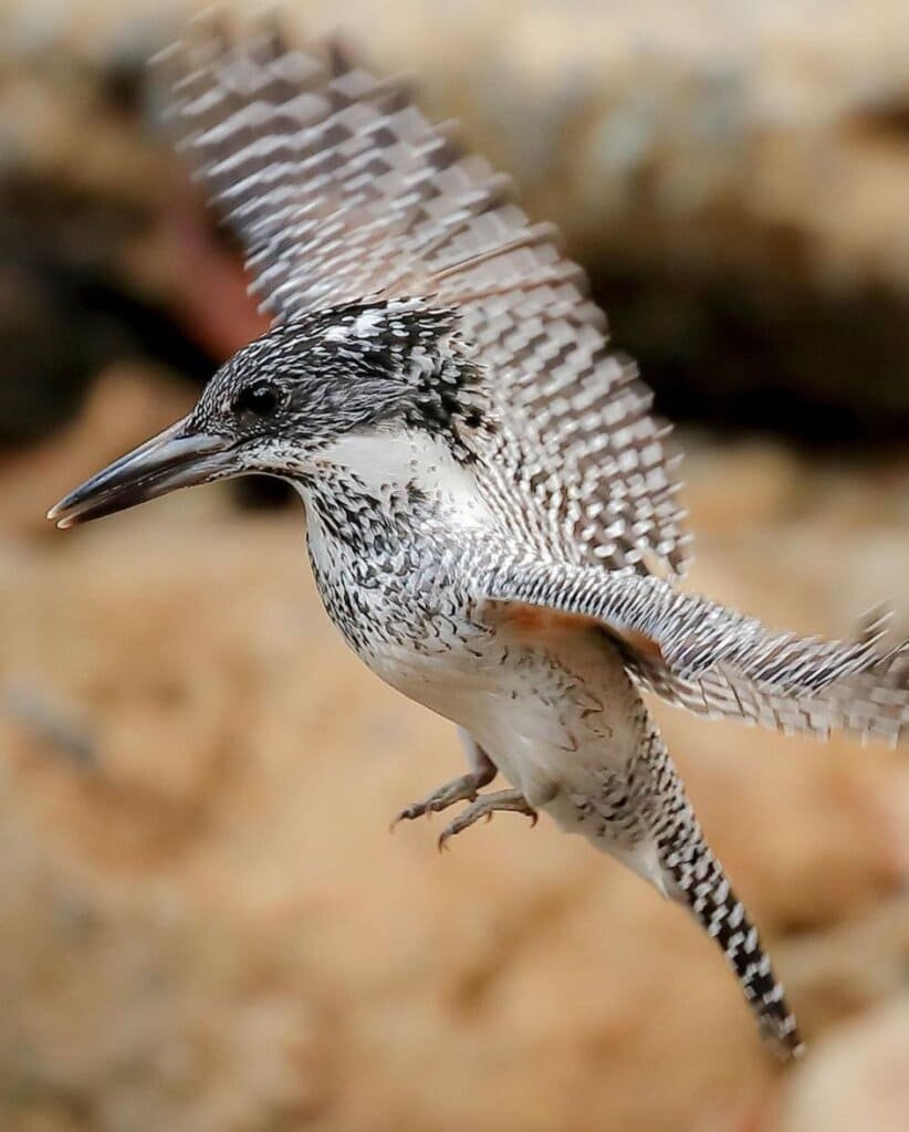 crested-kingfisher-3 The crested kingfisher